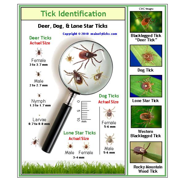 tick identification maine chart